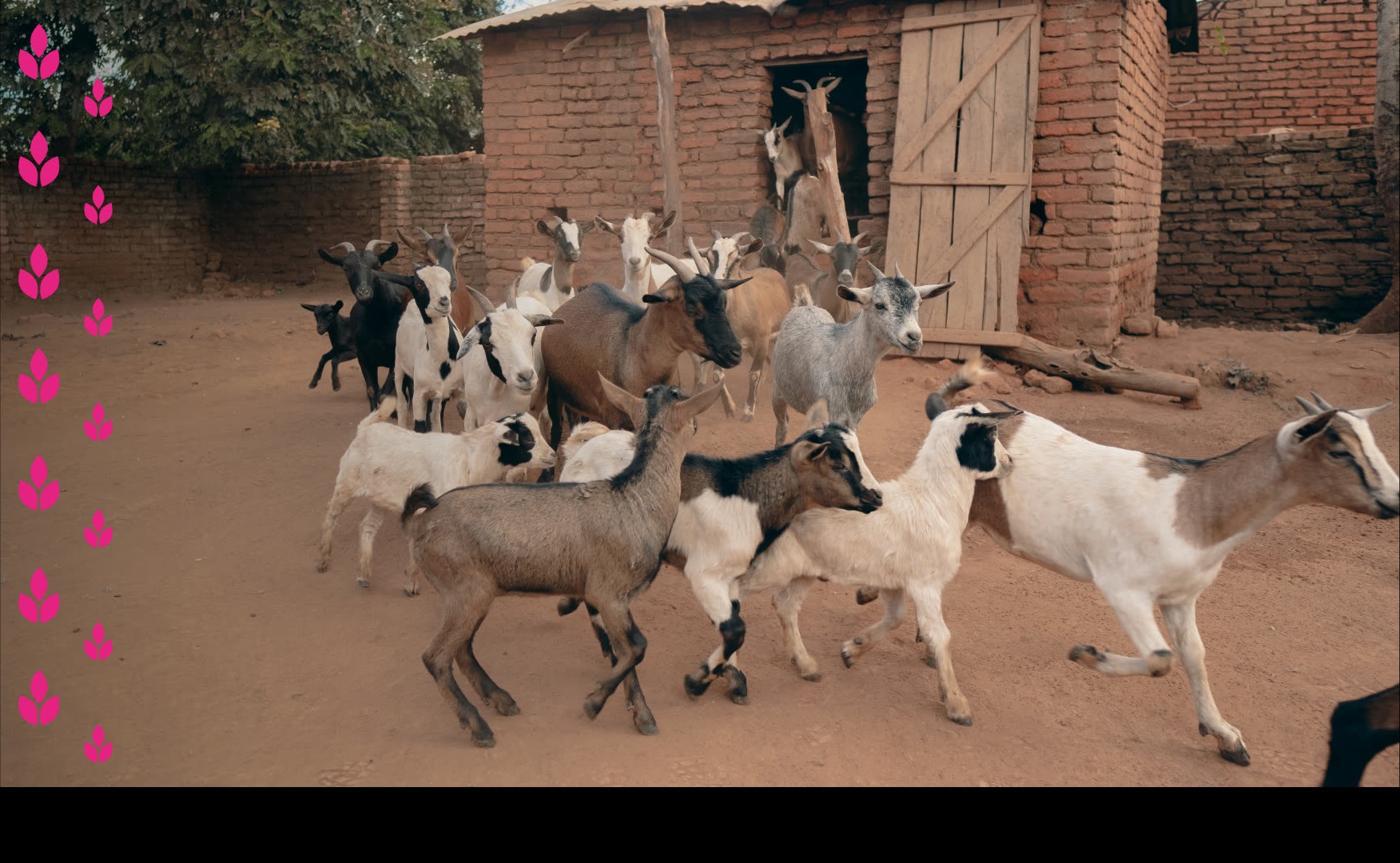 Qurbani 2026