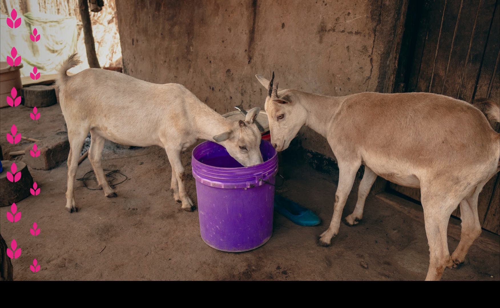 Qurbani 2026
